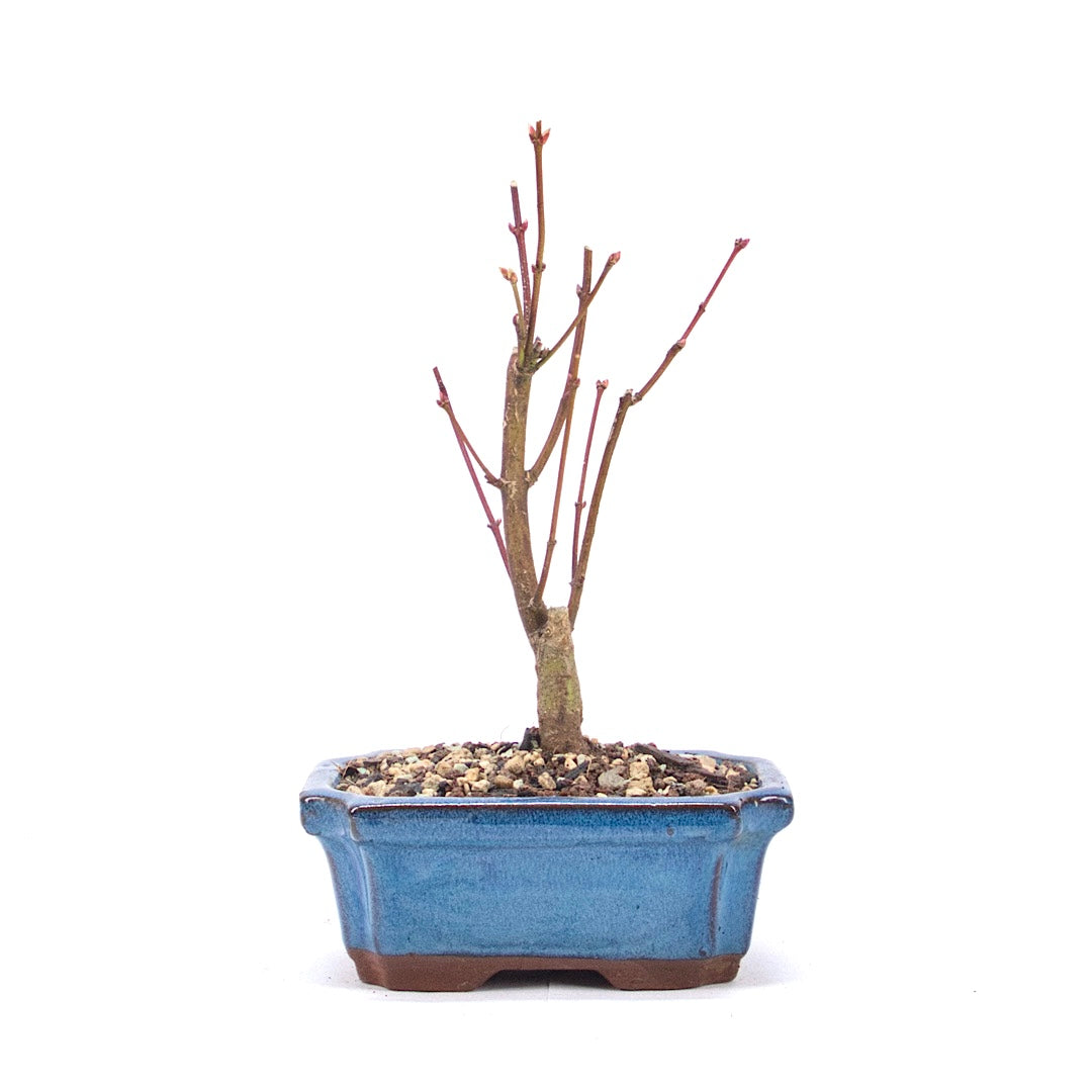 Fächer-Ahorn 'Acer palmatum 'Deshojo'